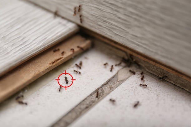 Best Pest Removal Services  in Milford, UT