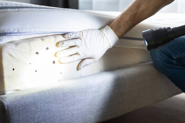 Best Local Pest Control Services  in Milford, UT